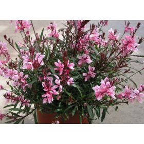 Rózsaszín virágú gyertyavirág - Gaura lindheimeri