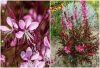 Rózsaszín virágú gyertyavirág - Gaura lindheimeri