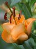 Telt virágú Liliom - Lilium Apricot Fudge