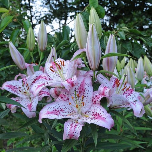 Liliom Oriental Hybrid "Solution" 