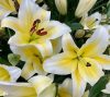 Liliom Oriental Hybrid "White-Yellow" 