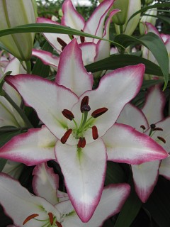 Liliom Oriental Hybrid "Hotline" 