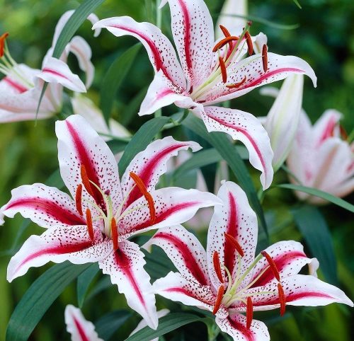 Liliom Oriental Hybrid "Dyzzi" 