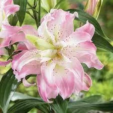 Liliom Double Oriental Hybrid "Soft Music" 