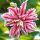 Telt virágú Liliom - Lilium Double Oriental  "Magic Star" 