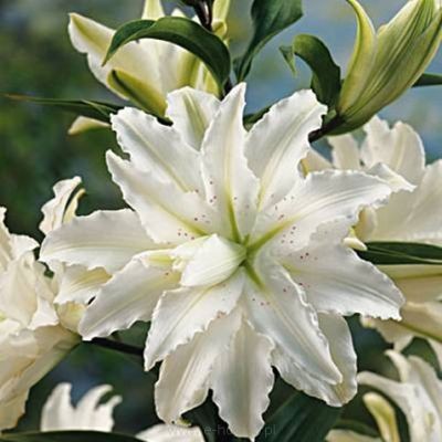 Telt virágú Liliom - Lilium Double Oriental  "Innocent Lady" 