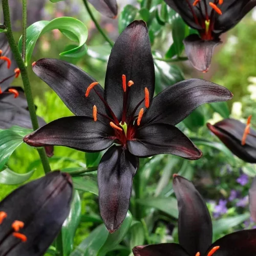 Lilium Asiatic Black / Liliom - ázsiai hibrid - fekete