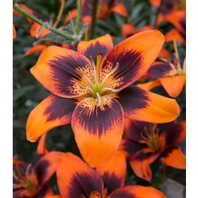    Liliom - ázsiai hibrid - Lilium Asiatic "Twosome"