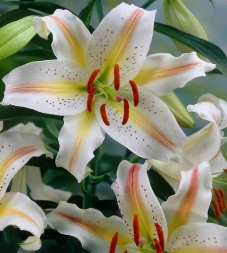 Liliom Oriental Hybrid "Garden Party" 