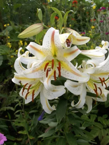 Liliom Oriental Hybrid "Garden Party" 