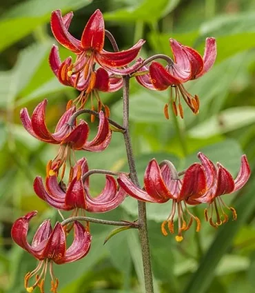 Liliom - Claude Shride