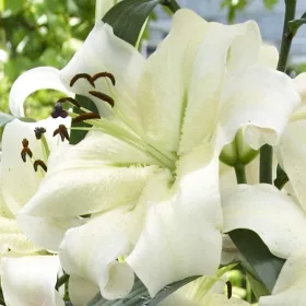 Óriás Liliom - Lilium Pretty Woman