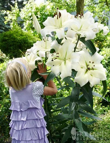 Óriás Liliom - Lilium Pretty Woman