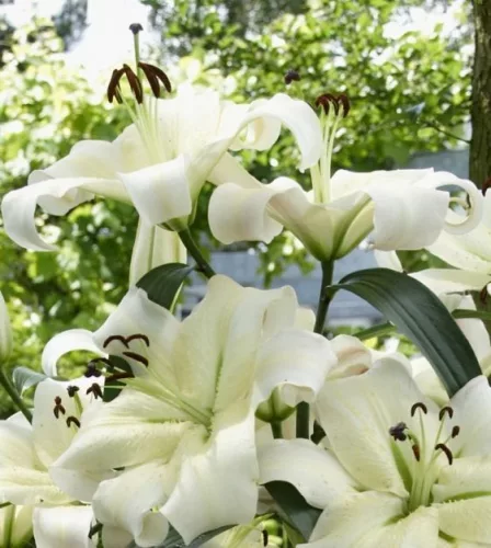 Óriás Liliom - Lilium Pretty Woman