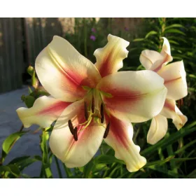 Óriás Liliom - Lilium Lavon