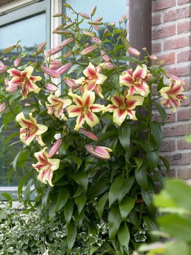 Óriás Liliom - Lilium Lavon