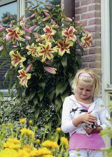 Óriás Liliom - Lilium Lavon