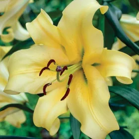 Óriás Liliom - Lilium Honey Moon