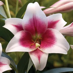 Liliom - Lilium Triumphator