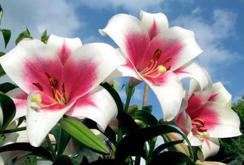 Liliom - Lilium Triumphator