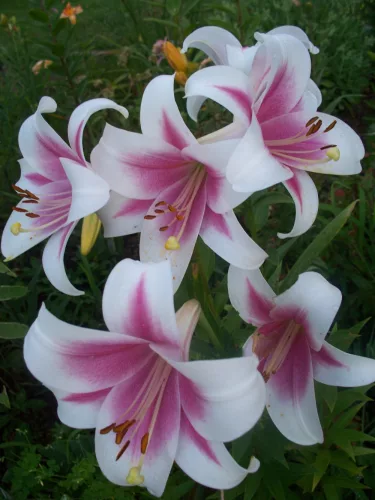 Liliom - Lilium Triumphator