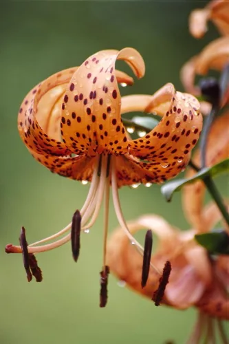 Liliom - Lilium Tigrinum