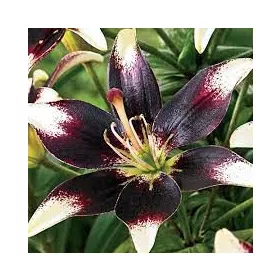 Ázsiaia Liliom - Lilium Asiatic "Netty’s Pride"