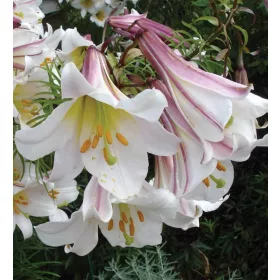 Trombitavirágú Liliom - Lilium Regale