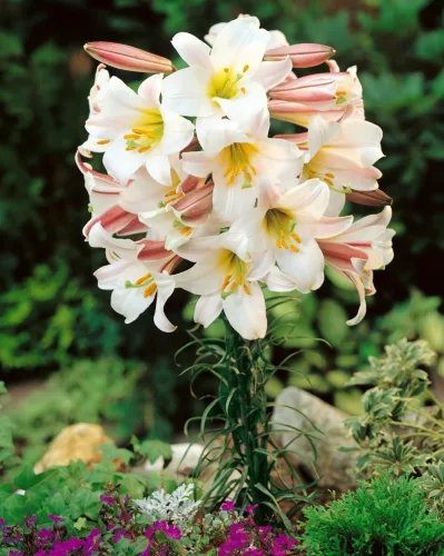 Trombitavirágú Liliom - Lilium Regale