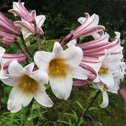 Trombitavirágú Liliom - Lilium Regale