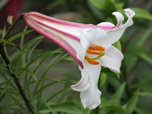 Trombitavirágú Liliom - Lilium Regale
