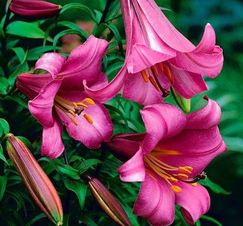 Trombitavirágú Liliom - Lilium Pink Perfection