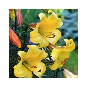 Trombitavirágú Liliom - Lilium Golden Splendour