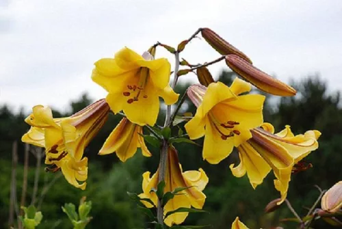 Trombitavirágú Liliom - Lilium Golden Splendour