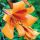 Trombitavirágú Liliom - Lilium African Queen
