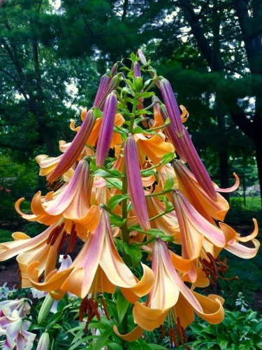 Trombitavirágú Liliom - Lilium African Queen