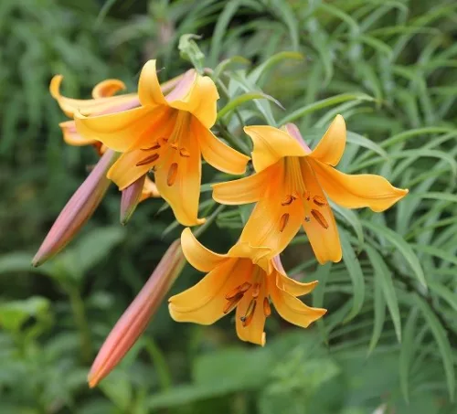 Trombitavirágú Liliom - Lilium African Queen