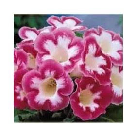   Gloxinia - rózsaszín-fehér - "Gloxinia Blanche de Meru"