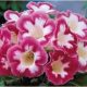 Gloxinia - rózsaszín-fehér - "Gloxinia Blanche de Meru"