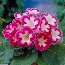 Gloxinia - rózsaszín-fehér - "Gloxinia Blanche de Meru"