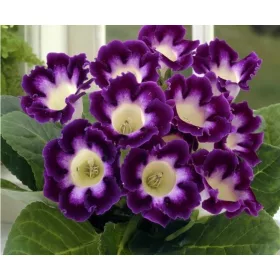 Gloxinia - lila-fehér - "Gloxinia Hollywood"