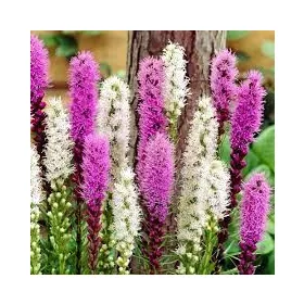 Füzéres díszcsorba - Liatris mixed