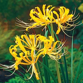 Japán amarillis - Lycoris Aurea