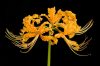 Japán amarillis - Lycoris Aurea