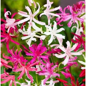 Nerine mixed