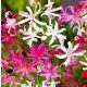 Nerine mixed