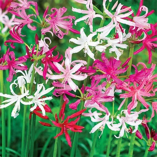 Nerine mixed