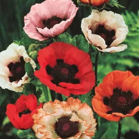Díszpipacs színkeverék  - Papaver orientale mixed 4db