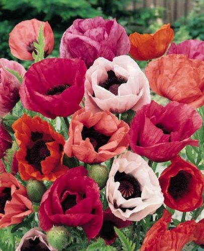 Díszpipacs színkeverék  - Papaver orientale mixed 4db