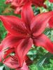Ázsiai Liliom Piros - Lilium Asiatic "Red"